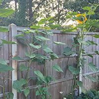 Sunflowers growing over fence height in a garden
